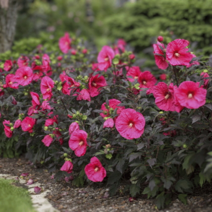 Evening Rose Hibiscus
