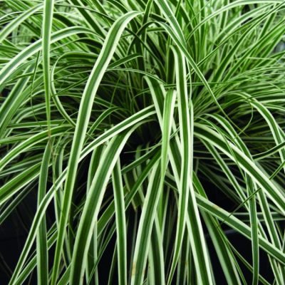 EverColor® Everest™ Sedge (Carex oshimensis 'Everest') - QT