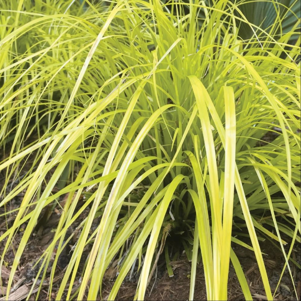 Evercolor® Everillo Gold Weeping Sedge (Carex 'Carex Everillo') - 1 gallon