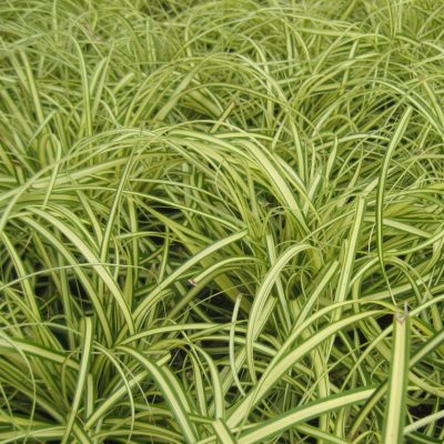 Evergold Sedge (Carex oshimenski 'Evergold') - 1 gallon