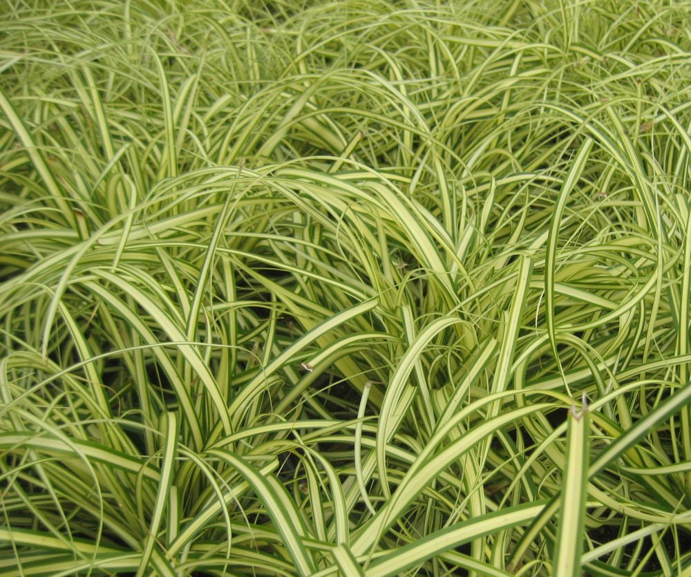 Evergold Sedge (Carex oshimenski 'Evergold') - QT