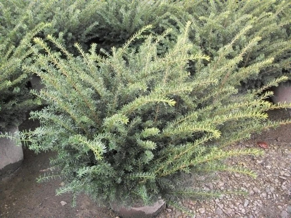 Everlow Yew (Taxus x media 'Everlow') - 3 gallon 12"