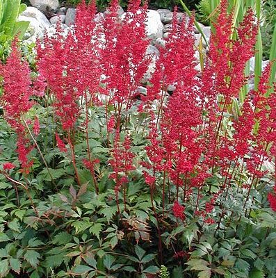 Fanal Astilbe (Astilbe x arendsii 'Fanal') - 1 gallon