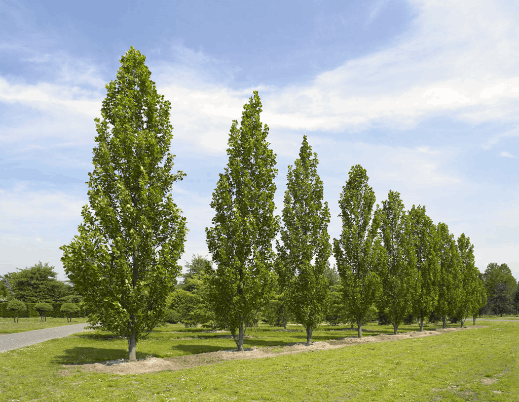 Fastigate Tuliptree (Liriodendron tulipifera 'Fastigatum') - 3 gallon TREE