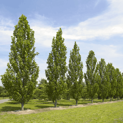 Fastigate Tuliptree (Liriodendron tulipifera 'Fastigatum') - 3 gallon TREE