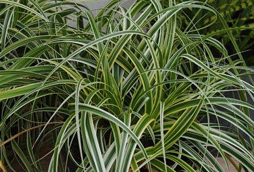 Feather Falls Sedge (Carex 'Carex Feather Falls') - QT