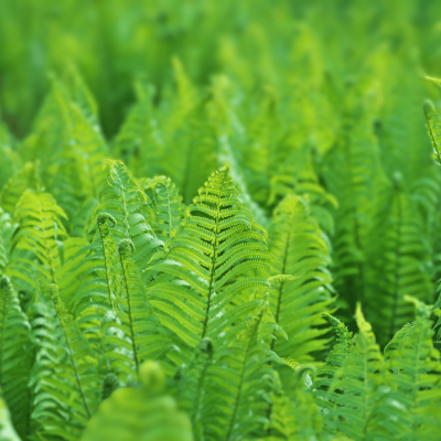 Fern