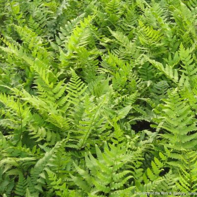 Fern [Dixie Wood] Dryopteris x australis