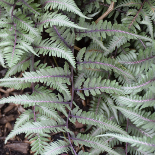 Fern Godzilla Japanese Painted (Athyrium 'Godzilla Painted') - QT