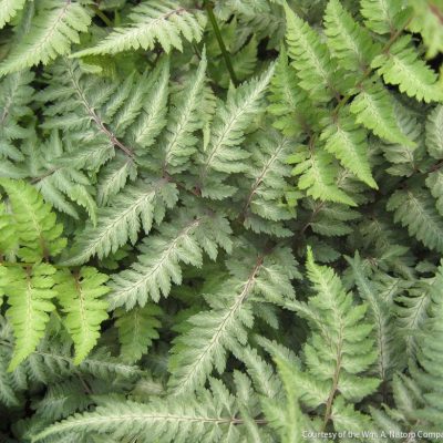 Fern [Japanese Painted] Athyrium n. 'Pic