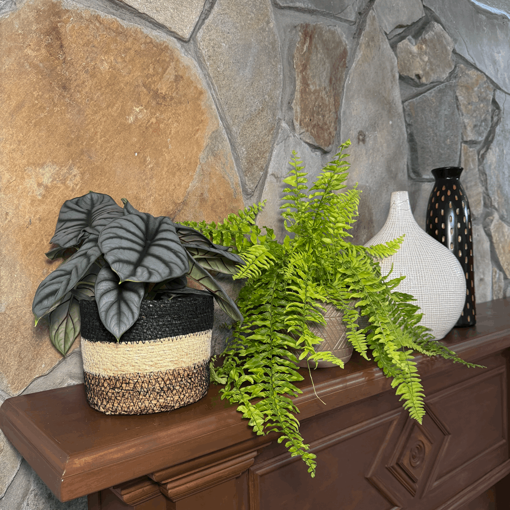 Fern & Foliage Mystery Houseplant 2 Pack - 6 Inch Indoor Houseplants - Image 3