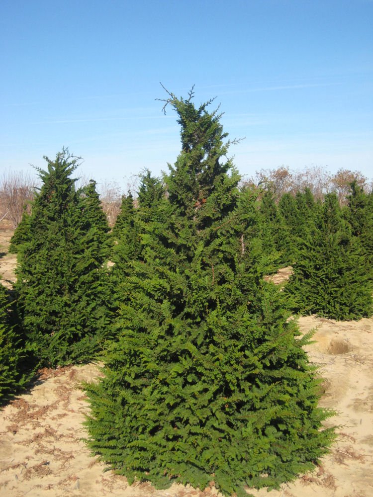Fernspray False Cypress (Chamaecyparis obtusa 'Filicoides') - 3 gallon 30"