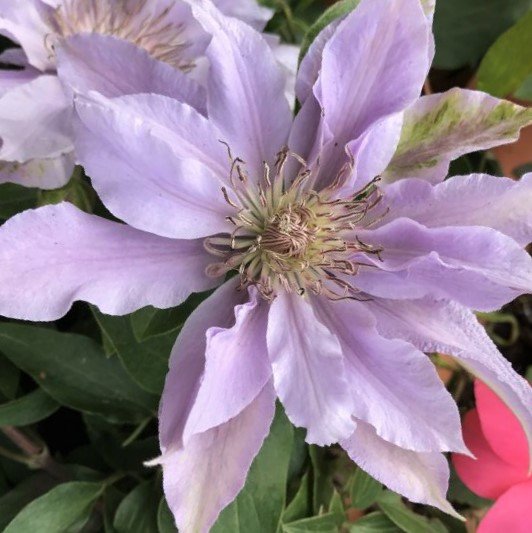 Filigree™ Clematis (Clematis filigree 'Trailing') - 3QT