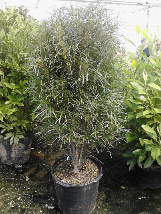 Fine Line® Buckthorn (Rhamnus frangula 'Ron Williams') - QT