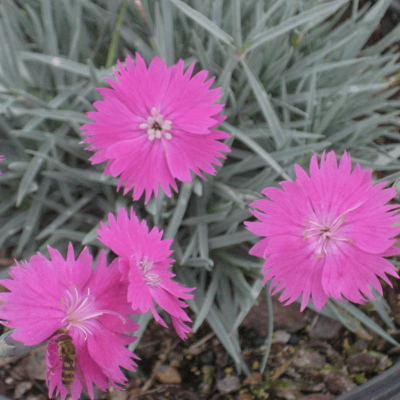 Fire Witch Pinks (Dianthus gratianopolitanus 'Feuerhexe') - 1 gallon