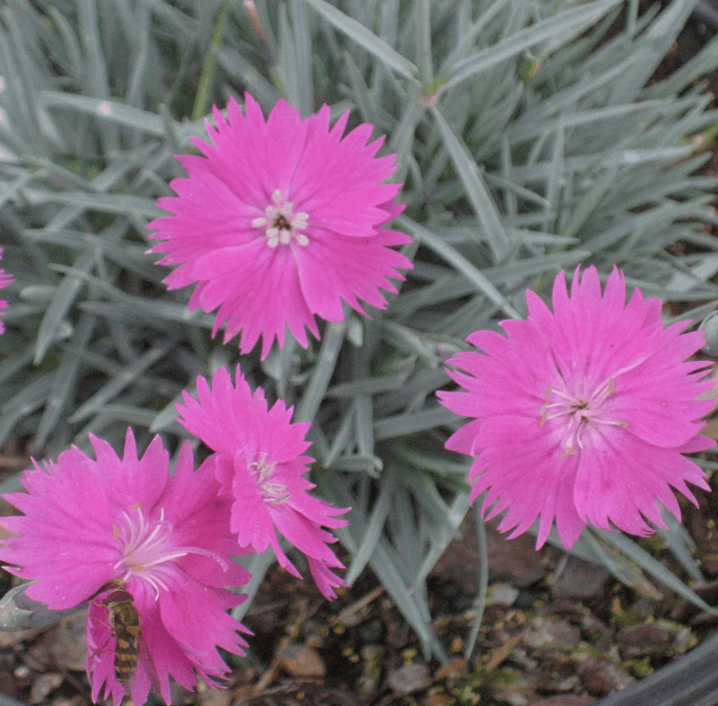 Fire Witch Pinks (Dianthus gratianopolitanus 'Feuerhexe') - QT