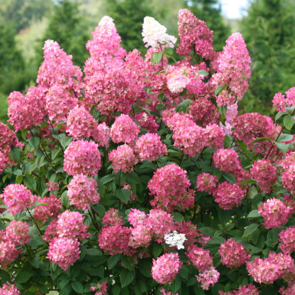 Fire Light® Panicle Hydrangea (Hydrangea 'P Fire Light') - QT