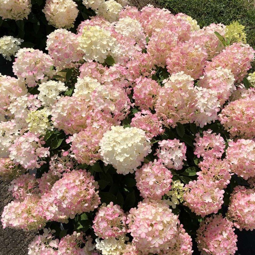 Fire Light Tidbit® Panicle Hydrangea (Hydrangea 'P Fire Light Tidbit') - 3 gallon