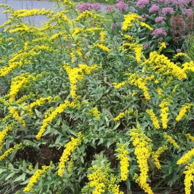 Fireworks Goldenrod (Solidago fireworks) - 1 gallon