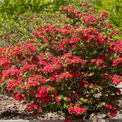 First Editions® Electric Lights™ Red Azalea (Rhododendron ‘UMNAZ 502’) - 3 gallon 15"
