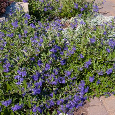 First Editions® Sapphire Surf™ Bluebeard (Caryopteris x clandonensis 'Blauer Splatz') - 2 gallon