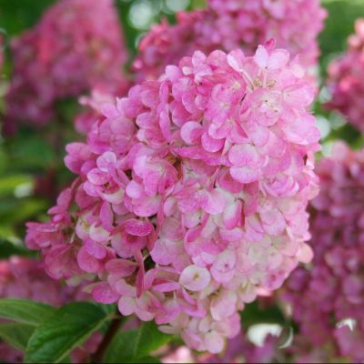 First Editions® Strawberry Sundae® Hydrangea (Hydrangea paniculata ‘Rensun’) - 2 gallon