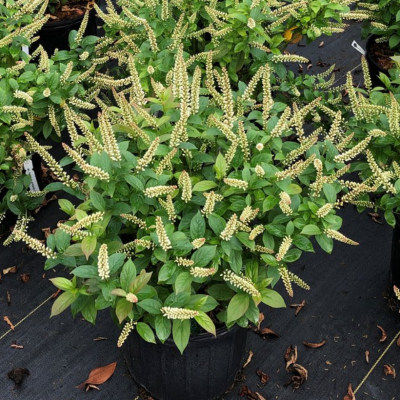 Fizzy Mizzy® Sweetspire (Itea fizzy 'Mizzy') - 1 gallon