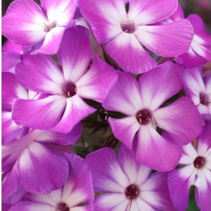 Flame® Pro Purple Garden Phlox (Phlox paniculata 'Flame Pro Purple') - 1 gallon