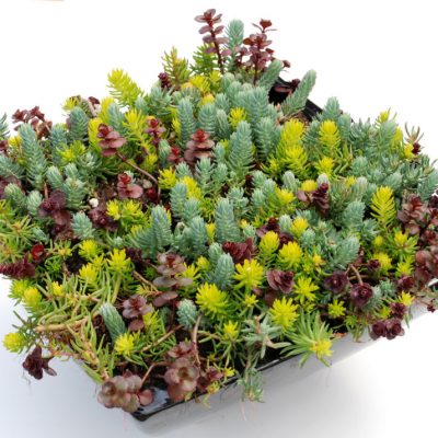 Flaming Carpet Stonecrop (Sedum 'Flaming Flaming Carpet') - 1 gallon