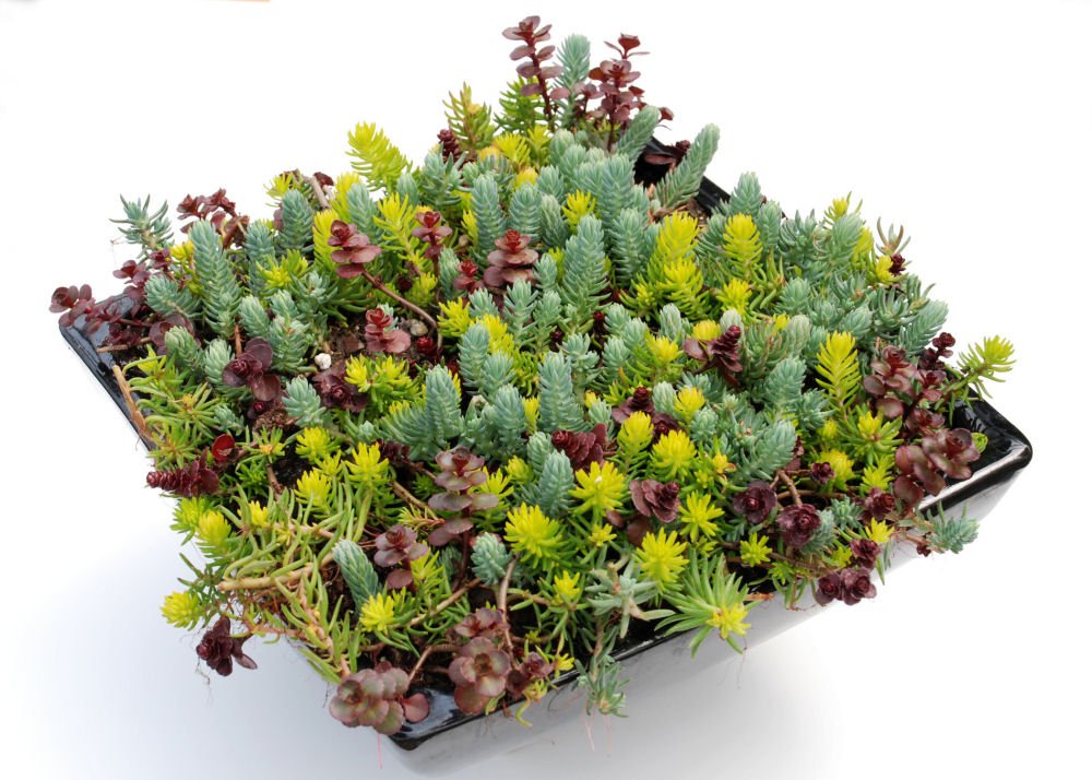 Flaming Carpet Stonecrop (Sedum 'Flaming Flaming Carpet') - QT
