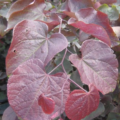 Forest Pansy Redbud (Cercis canadensis 'Forest Pansy') - 3 gallon 36"