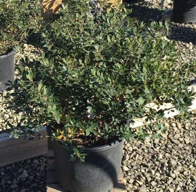 Forever Emerald™ Inkberry (Ilex glabra 'Forever Emerald') - 3 gallon 15"