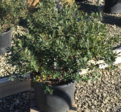 Forever Emerald™ Inkberry (Ilex glabra 'Forever Emerald') - 3 gallon 15"