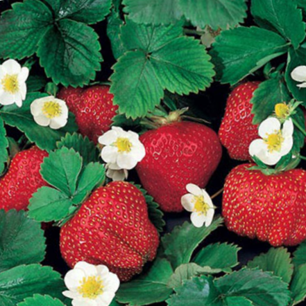 Fragaria Ozark Beauty Everbearing Strawberry (Fragaria ozark 'Beauty') - QT - Image 2