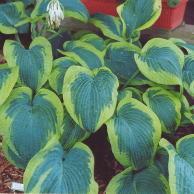 Francis Williams Plantain Lily (Hosta francis 'Williams') - 1 gallon
