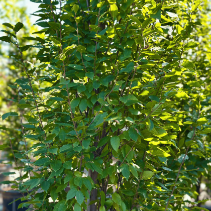 Franz Fontaine Hornbeam