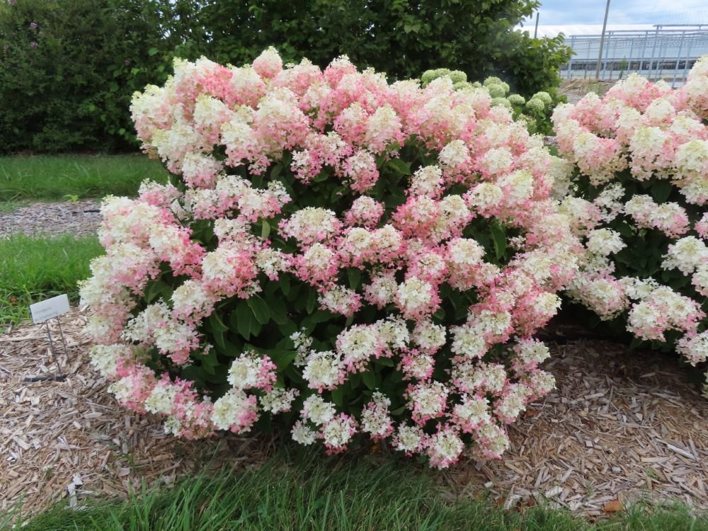 French Manicure™ Hydrangea Paniculata (Hydrangea paniculata 'Bailpantwo' ) - QT