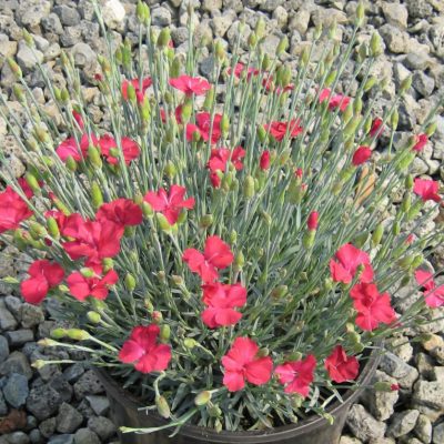 Frosty Fire Pinks (Dianthus gratianopolitanus 'Frosty Fire') - 1 gallon