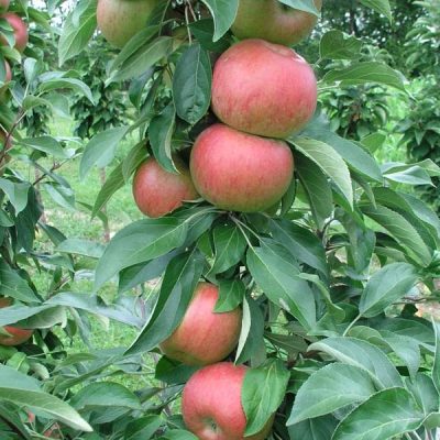 Fruit Snacks™ Blushing Delight™ Apple (Malus Fruit Snacks Blushing Delight Malus 'A68-173') - 2 gallon