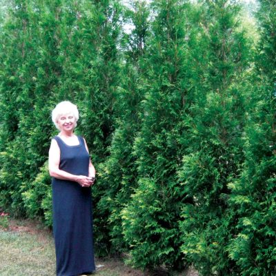 Full Speed A Hedge® American Pillar Arborvitae (Thuja occidentalis 'American Pillar') - 3 gallon 24"