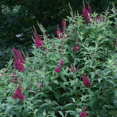 Funky Fuschia™ Butterfly Bush (Buddleia funky 'Fuchsia') - 2 gallon