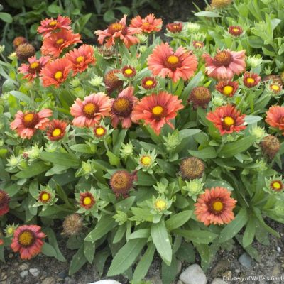 Gaillardia 'Arizona Red Shades'