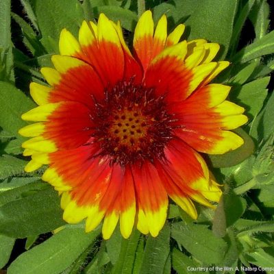 Gaillardia 'Arizona Sun'