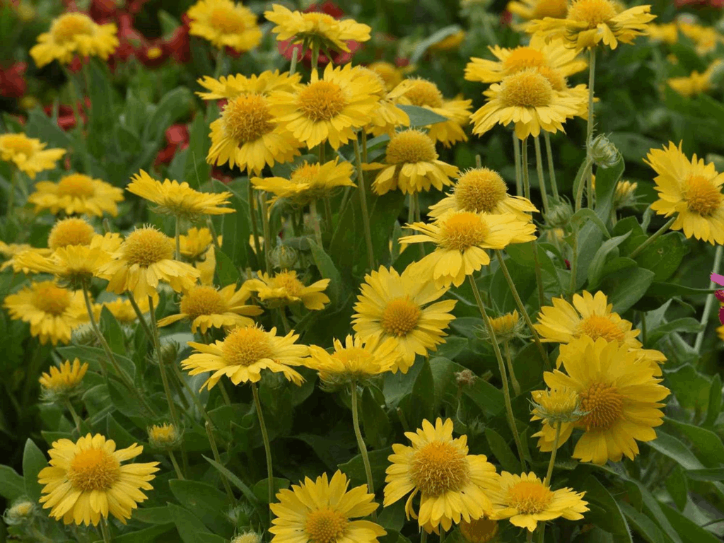 Gaillardia 'Mesa Yellow' - Image 2