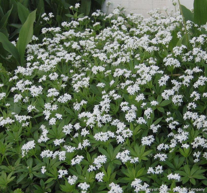 Galium odoratum