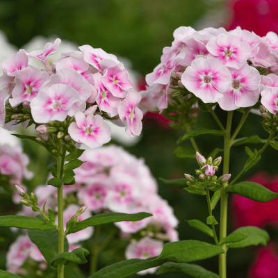 Garden Phlox