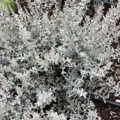GardenGhost™ Artemesia (Artemisia garden 'Ghost') - 1 gallon