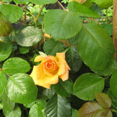 Garden Sun Climbing Rose (Rosa CL 'Garden Sun') - 2 gallon