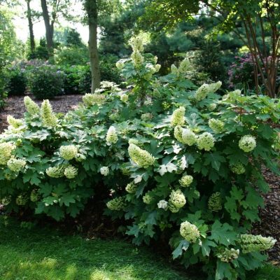 Gatsby Glow Ball® Oakleaf Hydrangea (Hydrangea quercifolia 'NCHQ1') - QT