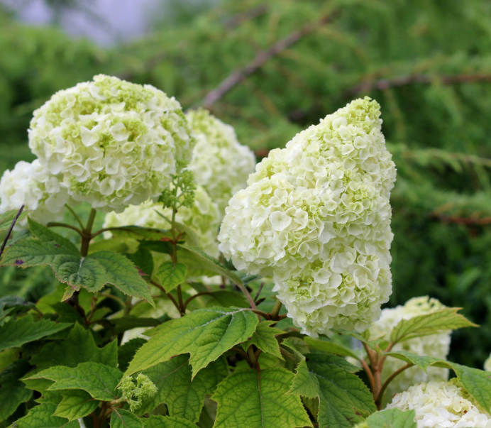 Gatsby Moon® Oakleaf hydrangea (Hydrangea quercifolia 'Gatsby Moon') - QT